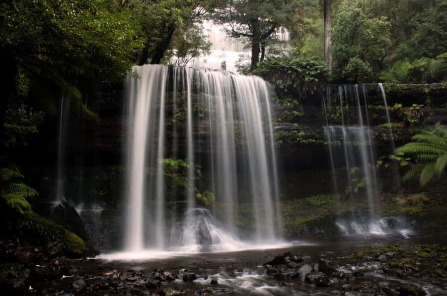 From Hobart: Mt. Field, Mt. Wellington and Wildlife Day Tour - Mt Field: Three Falls Circuit and the rainforest “pause”