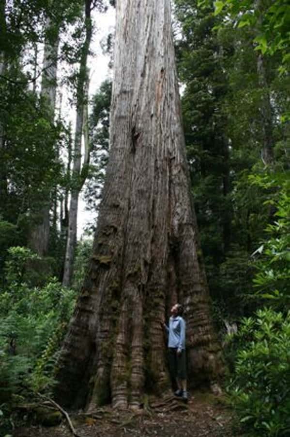 From Hobart: Mt. Field, Mt. Wellington and Wildlife Day Tour - Price and value: what $130 includes and what you need to add