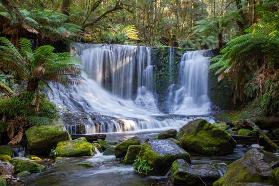From Hobart: Mt. Field National Park and Russell Falls - Key moments that make this tour worth it