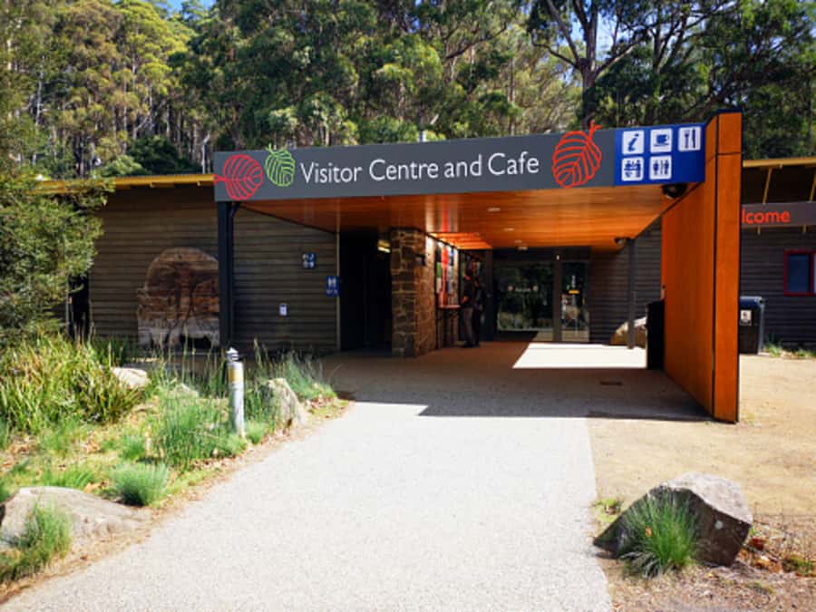 From Hobart: Mt. Field National Park and Russell Falls - Mt Field National Park: Tall Trees Walk through the canopy and giant eucalyptus