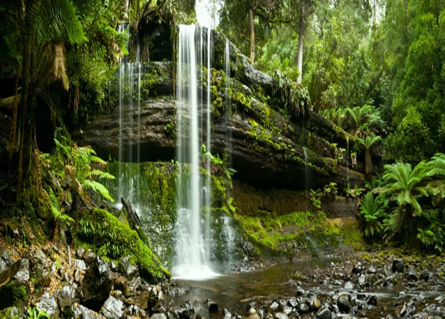 From Hobart: Mt. Field National Park and Russell Falls - Price and value: is $127 per person a good deal?