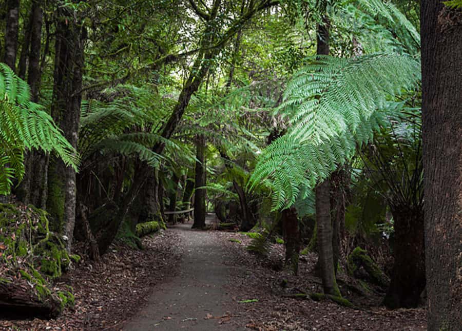 From Hobart: Mt. Field National Park and Russell Falls - Who this tour suits best