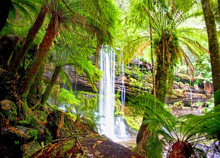 From Hobart: Mt. Field National Park and Russell Falls - Salmon Ponds Hatchery: feeding trout, morning tea, then off to the rainforest