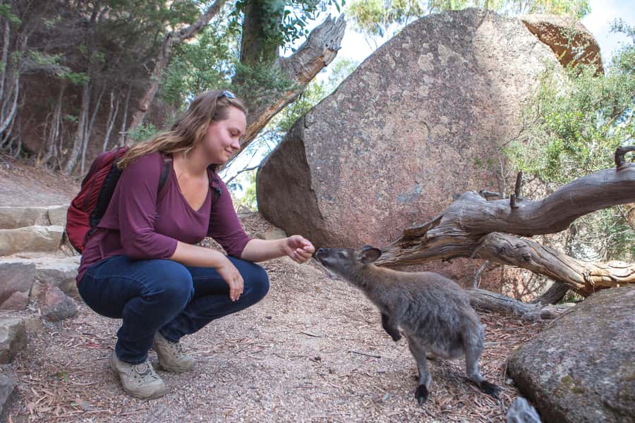 From Launceston: Full-Day Wineglass Bay Explorer Active Tour - Price and value: what $123 buys you and what it doesn’t