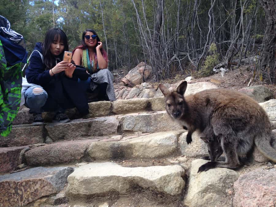 From Launceston: Full-Day Wineglass Bay Explorer Active Tour - Entering Freycinet: the Hazards view that sets the tone