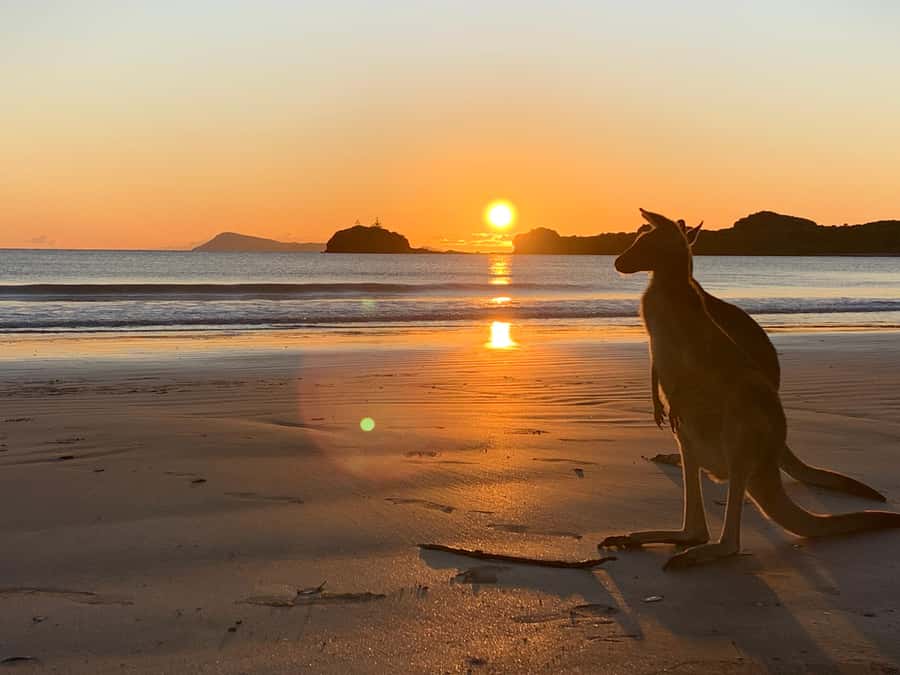 From Mackay: Wallabies on the Beach Sunrise Trip - Key Highlights You Should Care About