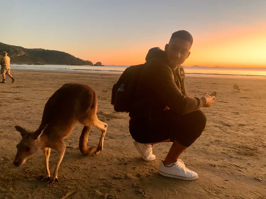 From Mackay: Wallabies on the Beach Sunrise Trip - The Shoreline Walk: Spotting Wallabies and Kangaroos Up Close
