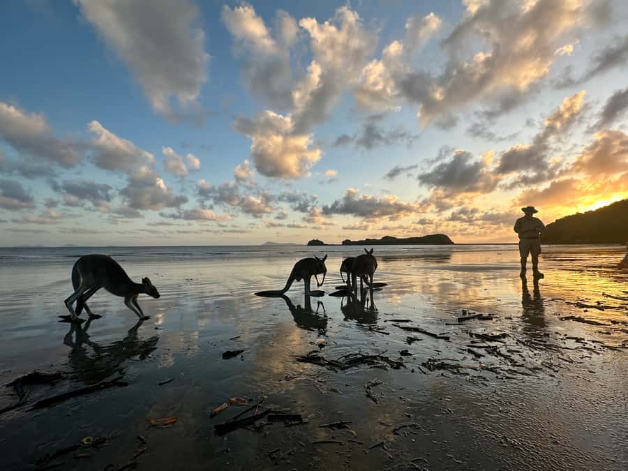 From Mackay: Wallabies on the Beach Sunrise Trip - Getting There From Mackay: Easy Transfers, Early Start, Small Group Comfort
