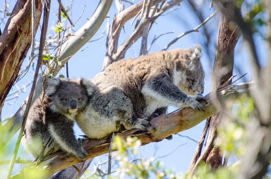 From Melbourne: 2-Day Great Ocean Road & Grampians Escape - Key highlights you will feel immediately