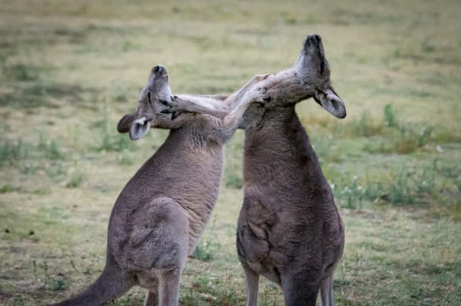 From Melbourne: 2-Day Great Ocean Road & Grampians Escape - What you should bring for real: the “do not get caught out” list