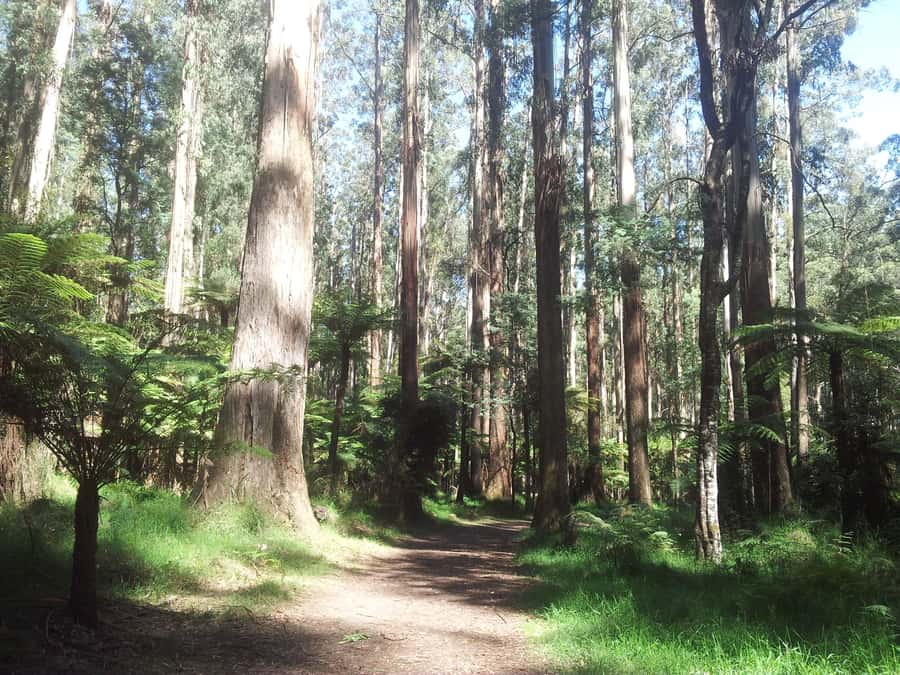 From Melbourne: Dandenong Ranges Private Day Tour - Key Points You’ll Care About