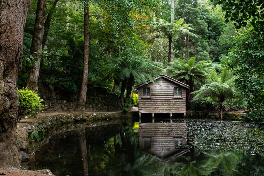 From Melbourne: Dandenong Ranges Private Day Tour - The Forest Walk in Eucalyptus and Ferns: Where the Day Gets Special