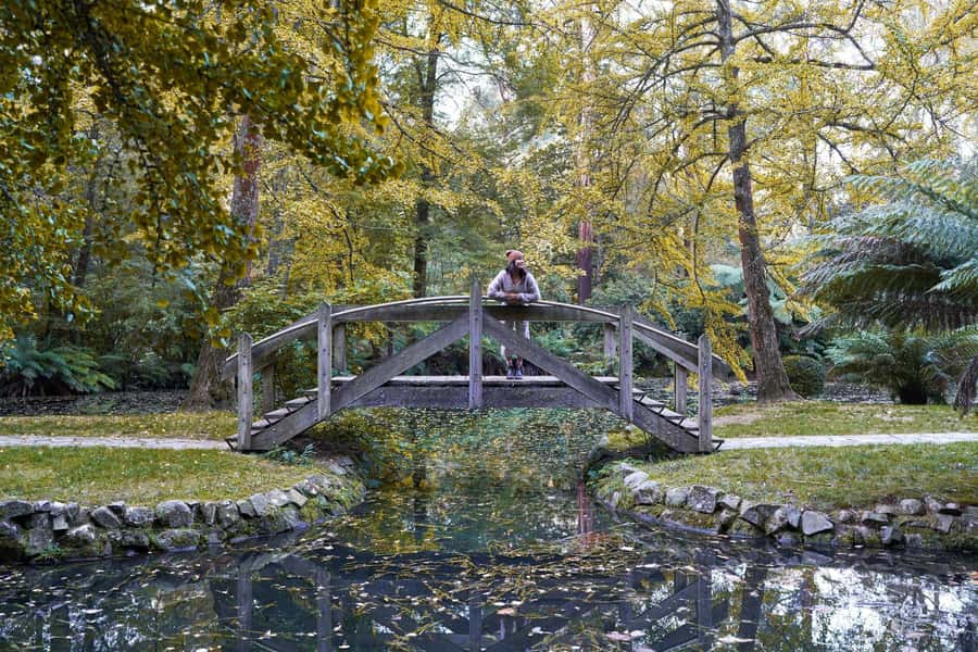 From Melbourne: Dandenong Ranges Private Day Tour - Lunch at a Cosy Restaurant: The Break That Makes It Feel Like a Day Trip