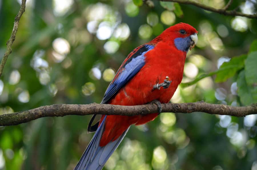 From Melbourne: Dandenong Ranges Private Day Tour - What to Pack and How to Dress for Range Weather
