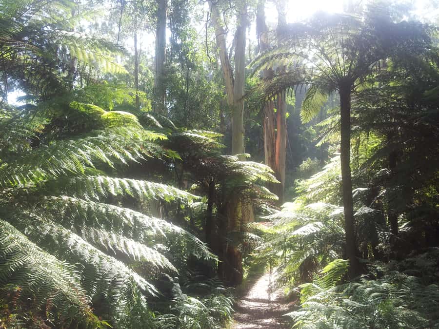 From Melbourne: Dandenong Ranges Private Day Tour - Morning Pickup and the Drive That Sets the Tone