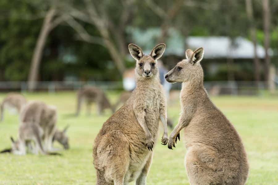 From Melbourne Grampians National Park Kangaroos Guided Tour - Key Takeaways Before You Go