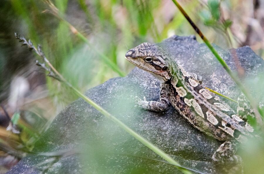 From Melbourne: Grampians National Park Small Group Tour - How the guides shape the day (and what that looks like)