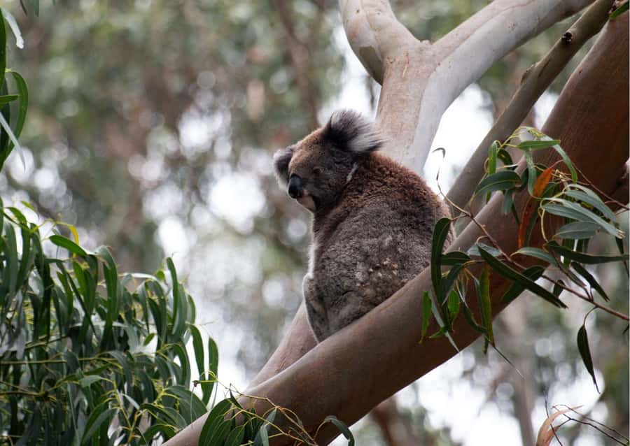 From Melbourne: Great Ocean Road & 12 Apostles Full-Day Tour - Key Things That Make This Great Ocean Road Tour Worth It