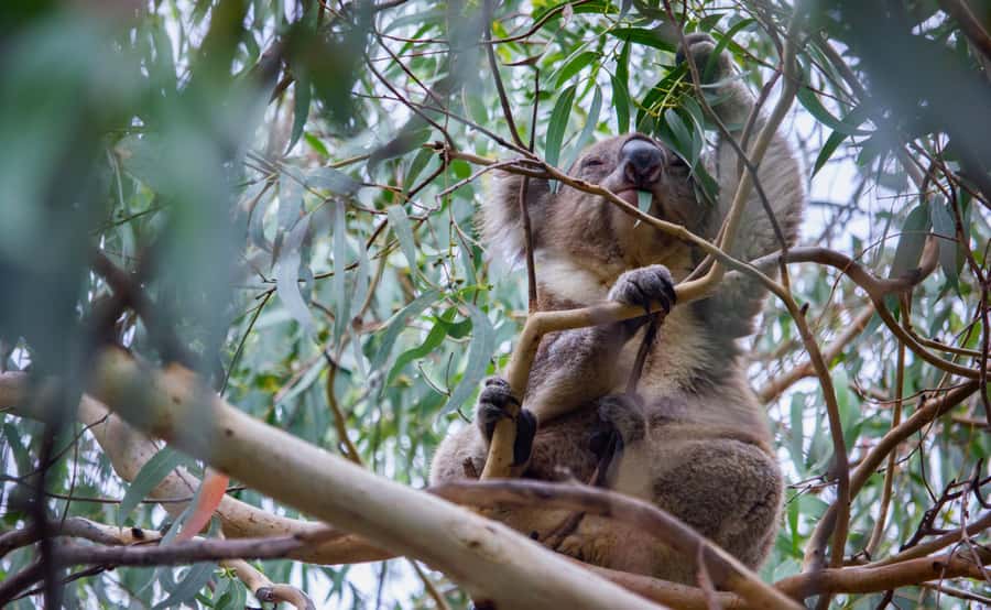 From Melbourne: Great Ocean Road Full-Day Guided Trip - Key Highlights Worth Your Time