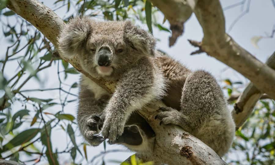 From Melbourne: Great Ocean Road Full-Day Sunset Tour - Melbourne Pickup and the 13-Hour Coach Reality Check