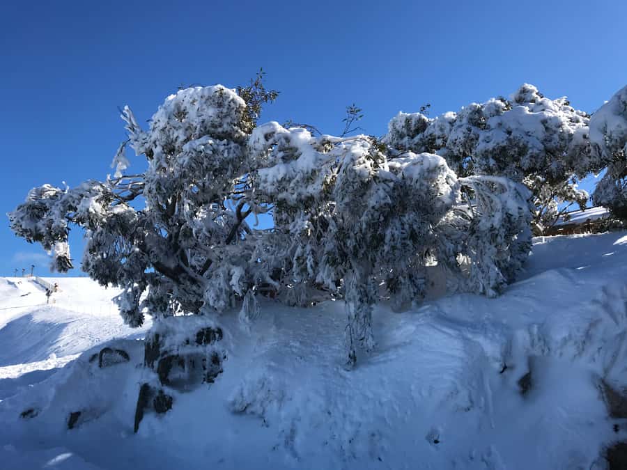 From Melbourne: Mt Buller Snow Day Small Group Boutique Tour - From Flinders Street to Mt Buller: early start, smooth pacing