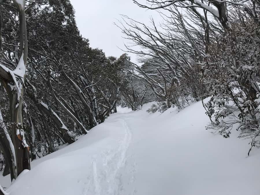 From Melbourne: Mt Buller Snow Day Small Group Boutique Tour - Price check: is AUD 116 good value for what you get?