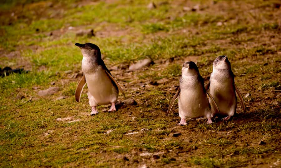 From Melbourne: Penguin Parade Afternoon Tour - Key things I’d watch for on this tour