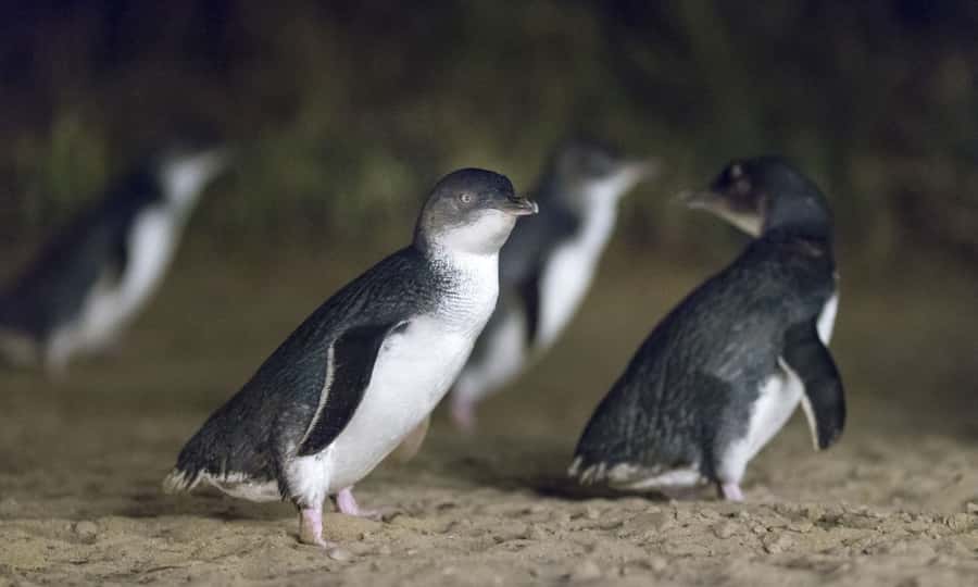 From Melbourne: Penguin Parade Afternoon Tour - From Melbourne to Phillip Island, the “express” way to do it