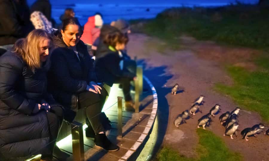 From Melbourne: Penguin Parade Afternoon Tour - Meeting at Flinders and Market, and getting on the right bus fast