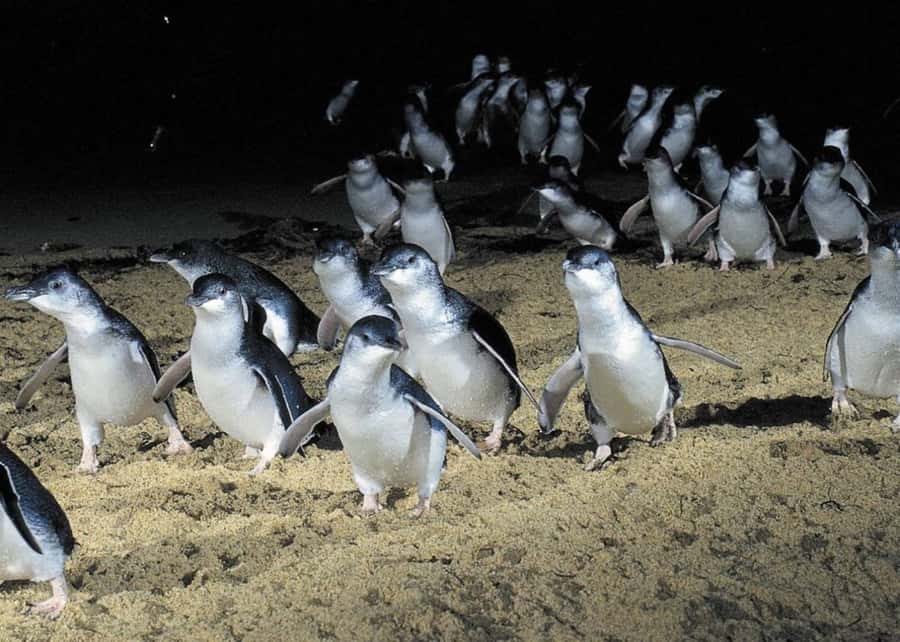 From Melbourne: Penguin Parade, Koalas & Kangaroos - Key things that make this day trip worth your time