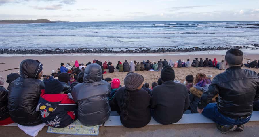 From Melbourne: Penguin Parade, Koalas & Kangaroos - A 12-hour Phillip Island circuit from Melbourne that moves at the right pace