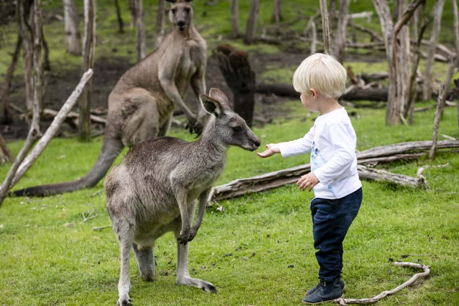 From Melbourne: Penguin Parade, Koalas & Kangaroos - Food, packing, and comfort in cold coastal wind