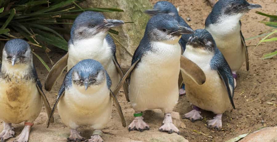 From Melbourne: Penguin Parade, Koalas & Kangaroos - Price and value of the $112 day trip from Melbourne