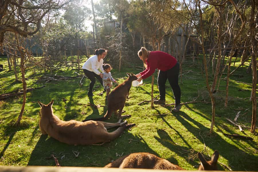 From Melbourne: Penguins and Wildlife Nature Day Tour - The Nobbies Boardwalk: Panoramas, Coastal Walks, and Sea Life Clues