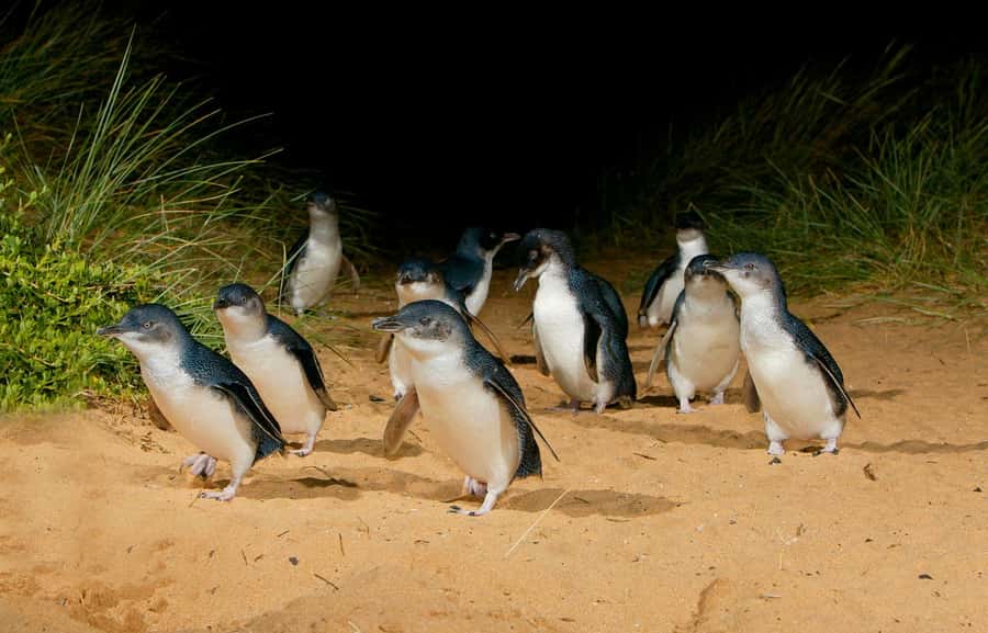 From Melbourne: Penguins and Wildlife Nature Day Tour - Tips to Make This Day Smoother