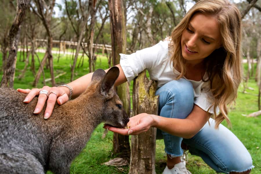 From Melbourne: Penguins and Wildlife Nature Day Tour - Moonlit Sanctuary: Where Aussie Wildlife Feels Close (and Why It Matters)