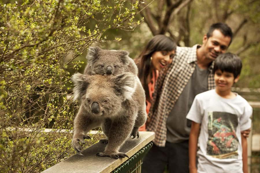 From Melbourne: Phillip Is Penguin Parade & Koala Reserve - Key highlights worth your time