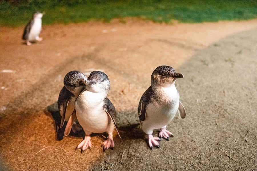 From Melbourne: Phillip Is Penguin Parade & Koala Reserve - From Melbourne’s Southern Cross to Phillip Island: the road trip setup