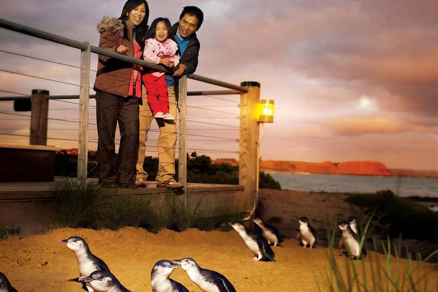 From Melbourne: Phillip Is Penguin Parade & Koala Reserve - Seal Rocks plus the Nobbies Centre boardwalk: ocean views and short stops that work