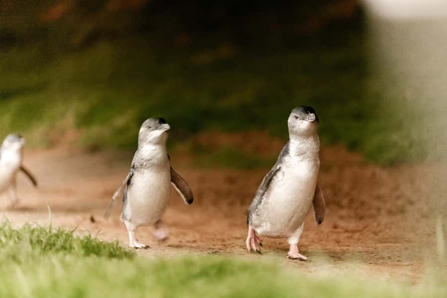 From Melbourne: Phillip Is Penguin Parade & Koala Reserve - Koala Conservation Reserve: how to make the most of your hour