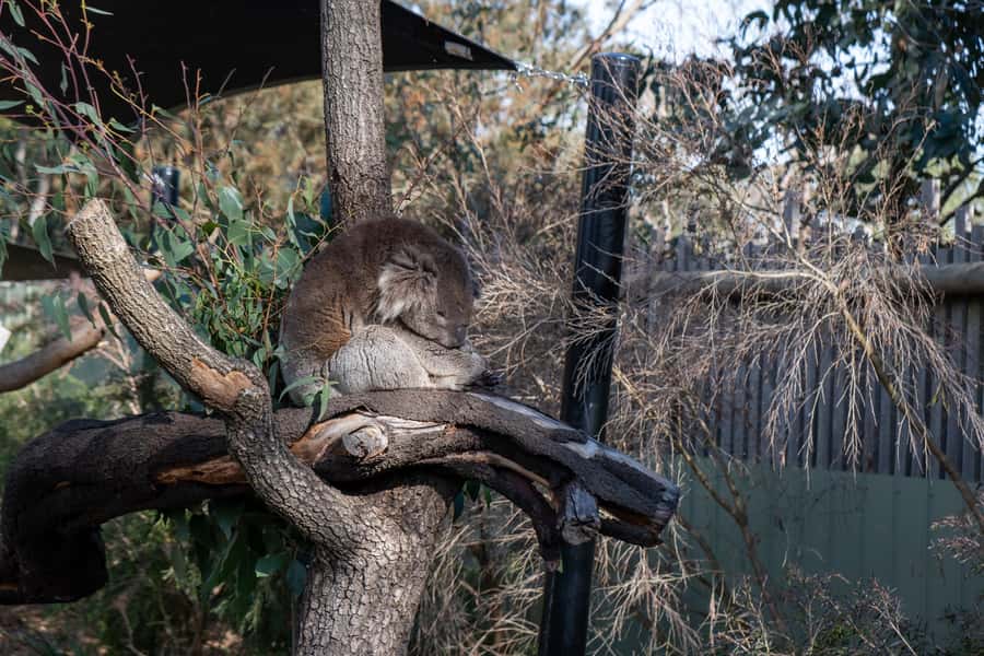 From Melbourne: Phillip Island and Penguin Parade Day Tour - Key things to know before you go