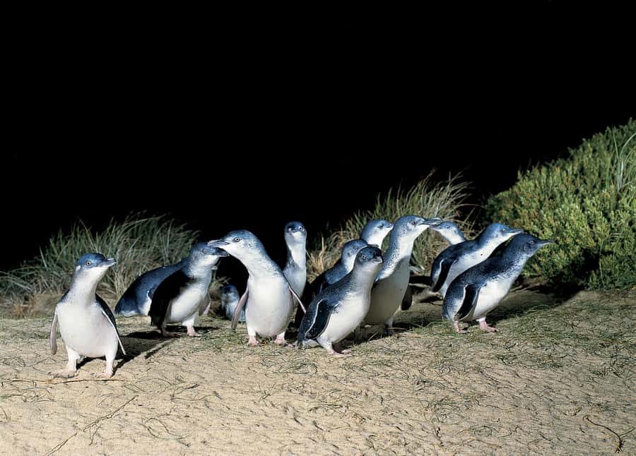 From Melbourne: Phillip Island and Penguin Parade Day Tour - From Melbourne To Phillip Island: what a full day really feels like