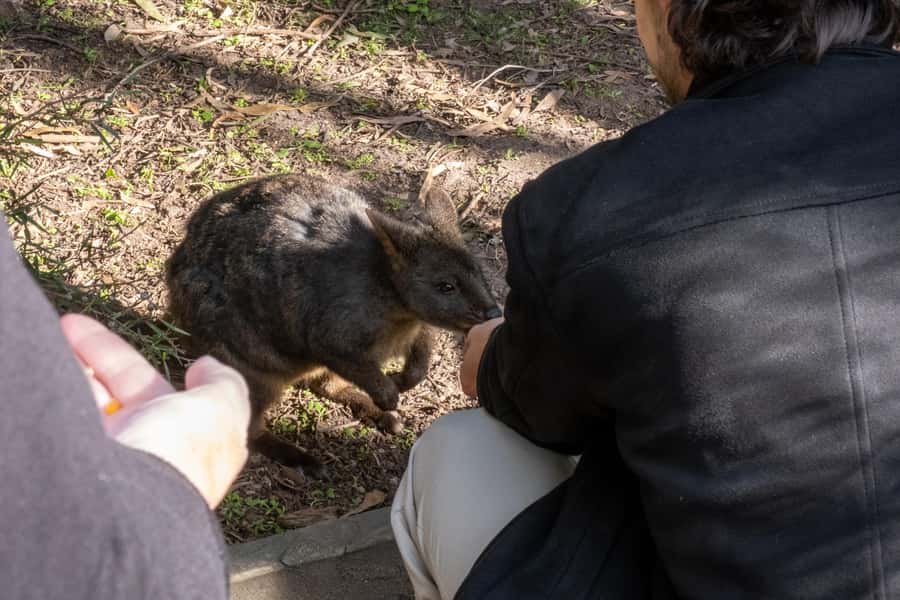 From Melbourne: Phillip Island and Penguin Parade Day Tour - Moonlit Sanctuary: kangaroos, wombats, and a koala briefing