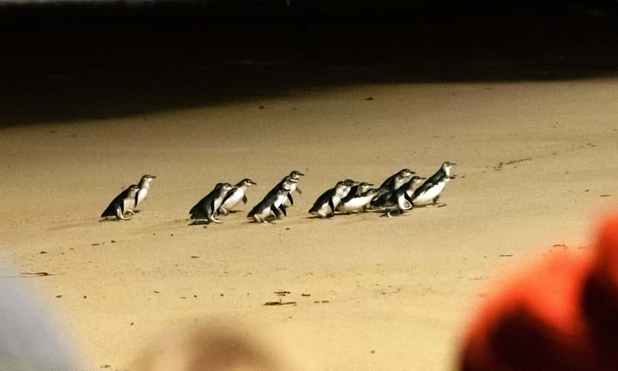 From Melbourne: Phillip Island Penguin Parade Eco Tour - Key things to know before you go