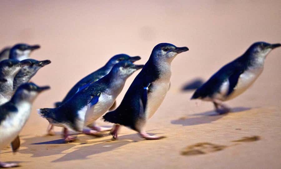 From Melbourne: Phillip Island Penguin Parade Eco Tour - Moonlit Sanctuary: guided animal viewing plus time to roam
