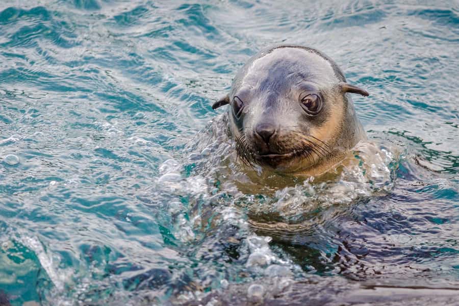 From Melbourne: Phillip Island Penguin Parade Express Tour - Key Things That Make This Tour Worth It