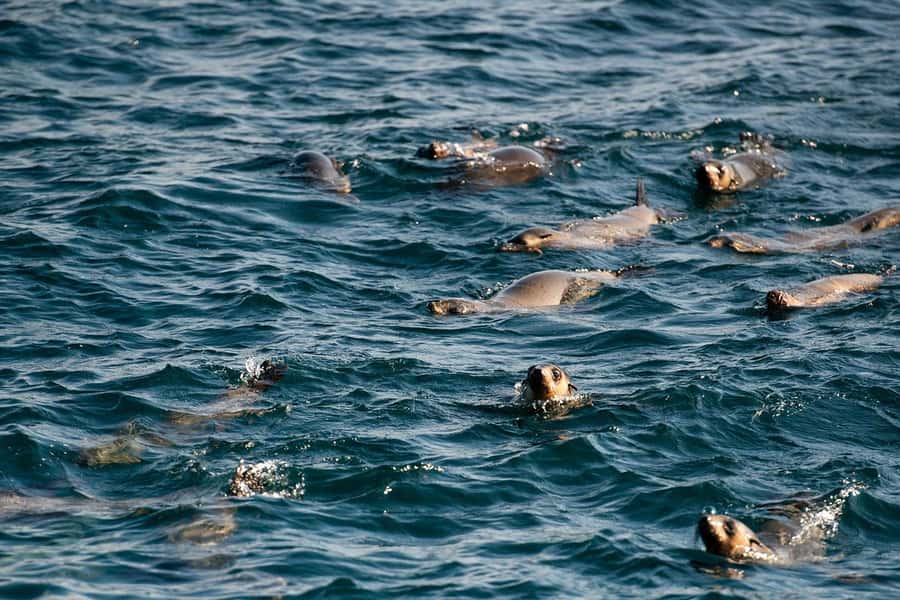 From Melbourne: Phillip Island Penguin Parade Express Tour - Why Sunset Penguins From Melbourne Feels Different