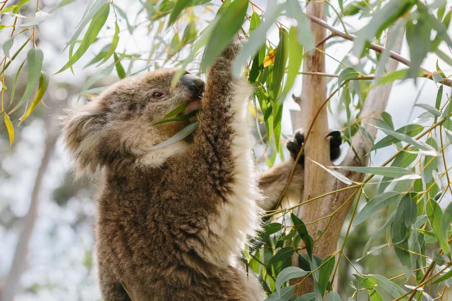 From Melbourne: Phillip Island Penguin Parade & Koalas Tour - Key highlights you should care about