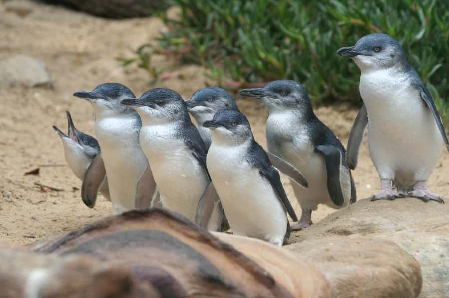 From Melbourne: Phillip Island Penguin Parade & Koalas Tour - Price and value: is $123 a fair deal?