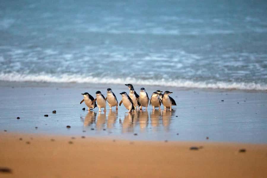 From Melbourne: Phillip Island Penguin Parade & Koalas Tour - Koala Conservation Reserve: close views without the zoo feel